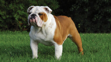 İngiliz Bulldog Köpek Irkı Bakımı Nasıl Olmalı?