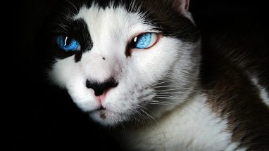 İngiliz Kedi Cinsleri Hangileridir?