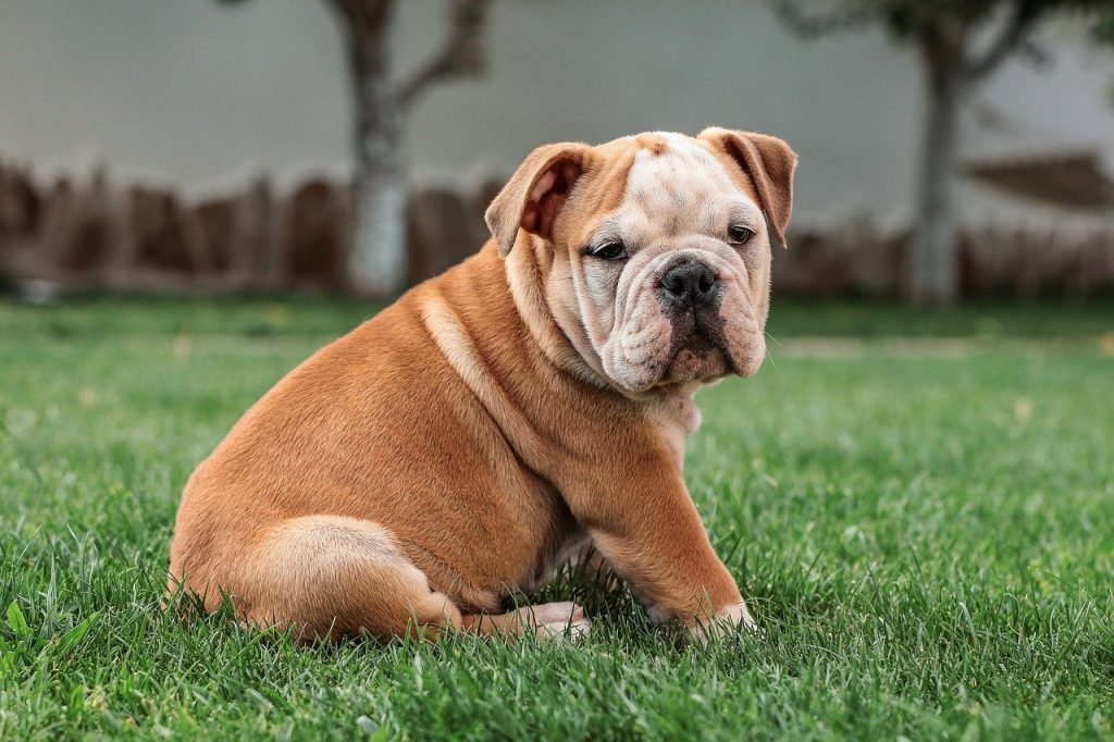 7 Maddede İngiliz Köpek Cinsleri