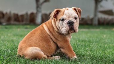 7 Maddede İngiliz Köpek Cinsleri