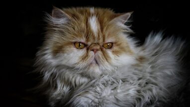 İran Persian Kedi Özellikleri ve Bakımı