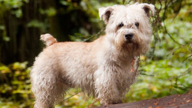 7 Maddede İrlanda Köpek Irkları