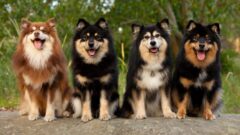 En Popüler İskandinav Köpek Irkları