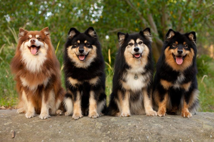 En Popüler İskandinav Köpek Irkları