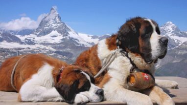 Saint Bernard Köpek Irkı Özellikleri Nelerdir?