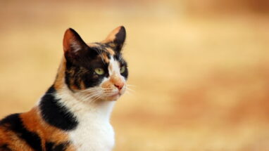 Japanese Bobtail Kedi Irkı Özellikleri ve Bakımı