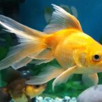8 Maddede Japon Balığı Hakkında Bilgi