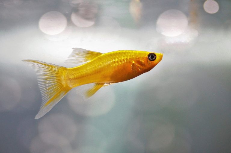 Japon Balıkları Nasıl Beslenir? - Zoo Blog