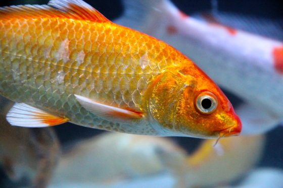 Japon Balıkları Nasıl Beslenir? - Zoo Blog