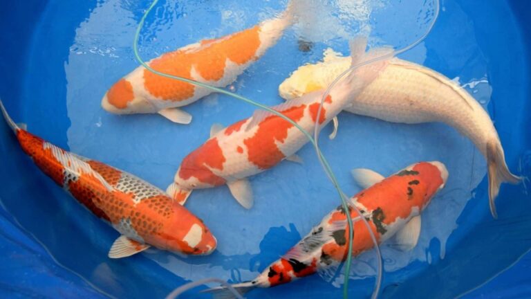 Japon Balığı Cinsiyet Ayrımı Nasıl Yapılır? - Zoo Blog