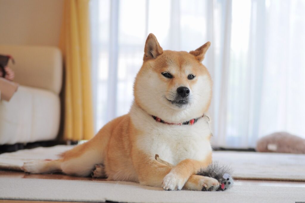 7 Maddede Japonya Köpek Irkları