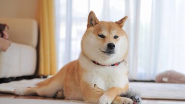 7 Maddede Japonya Köpek Irkları
