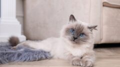 9 Maddede Kabarık Tüylü Kedi Irkları