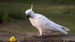 Kakadu Yaşam Süresi Nedir?