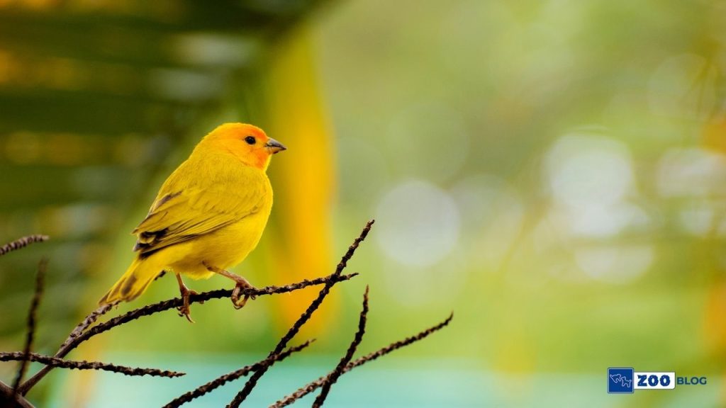 Kanarya Kuşu Hakkında Bilgi Kanarya Kuşu Hakkında Bilgi