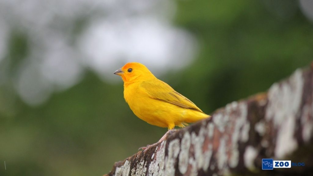 Kanarya Kuşu Hakkında Bilgi Kanarya Kuşu Hakkında Bilgi