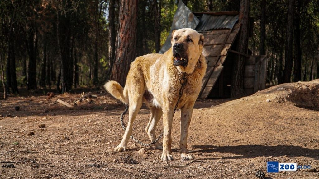 Kangal Bakımı Nasıl Olmalı?