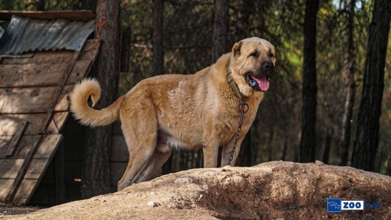 Kangal Bakımı Nasıl Olmalı?