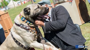 Kangal Çoban Köpeği Karakteri, Özellikleri, Bakımı