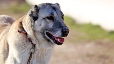 Kangal Köpeği Nasıl Eğitilir?