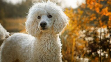 Kaniş Köpek Irkı Bakımı Nasıl Olmalı?