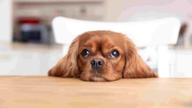 Kanlı İshal Köpek Ne Yapmalıyım? Köpeklerde Kanlı İshal Çözümü