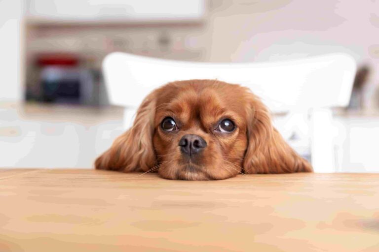 Kanlı İshal Köpek Ne Yapmalıyım? Köpeklerde Kanlı İshal Çözümü