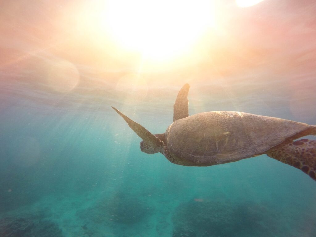 Kaplumbağa Akvaryum Suyu
