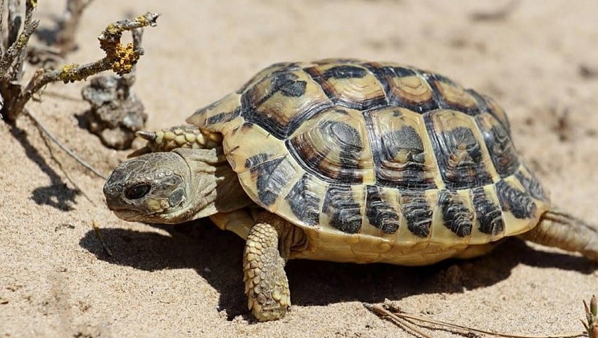 Kaplumbağa Hakkında Bilgi