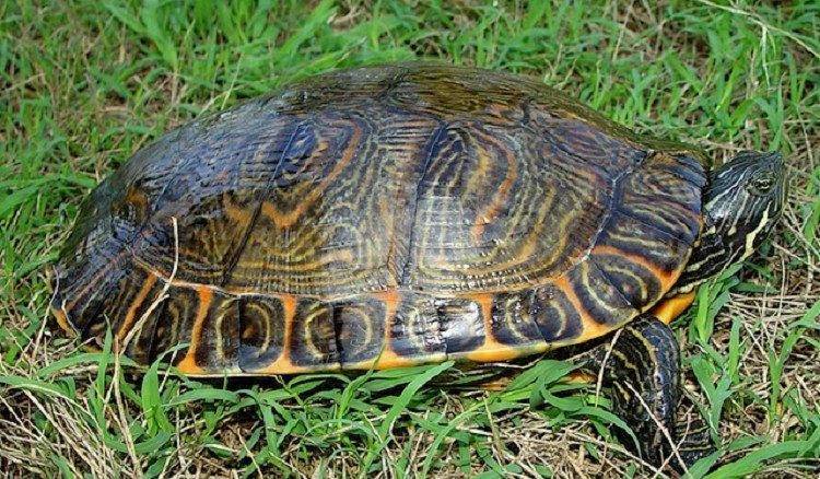 13 Maddede Kaplumbağa Hakkında Bilgi