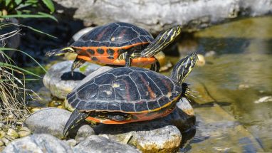 8 Maddede Kaplumbağalar Hakkında İlginç Bilgiler