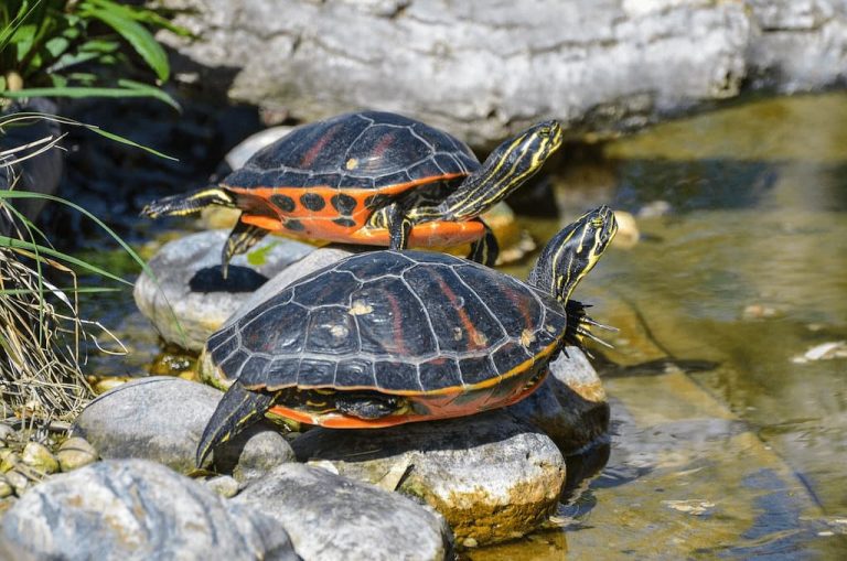 8 Maddede Kaplumbağalar Hakkında İlginç Bilgiler