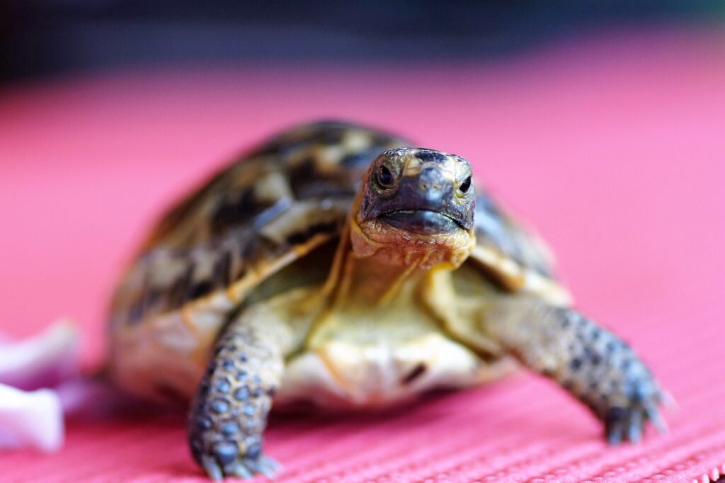 Kaplumbağaların Genel Özellikleri Nelerdir?