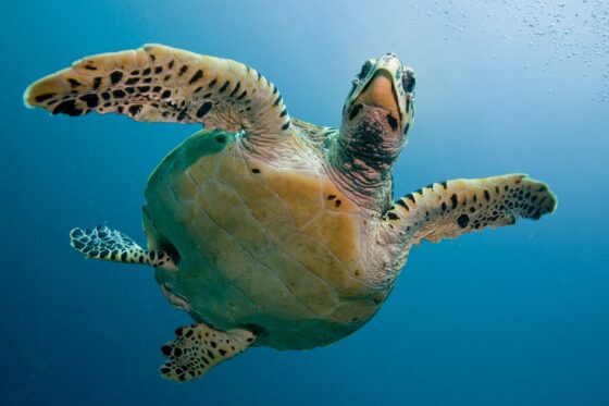Kaplumbağaların Genel Özellikleri Nelerdir?