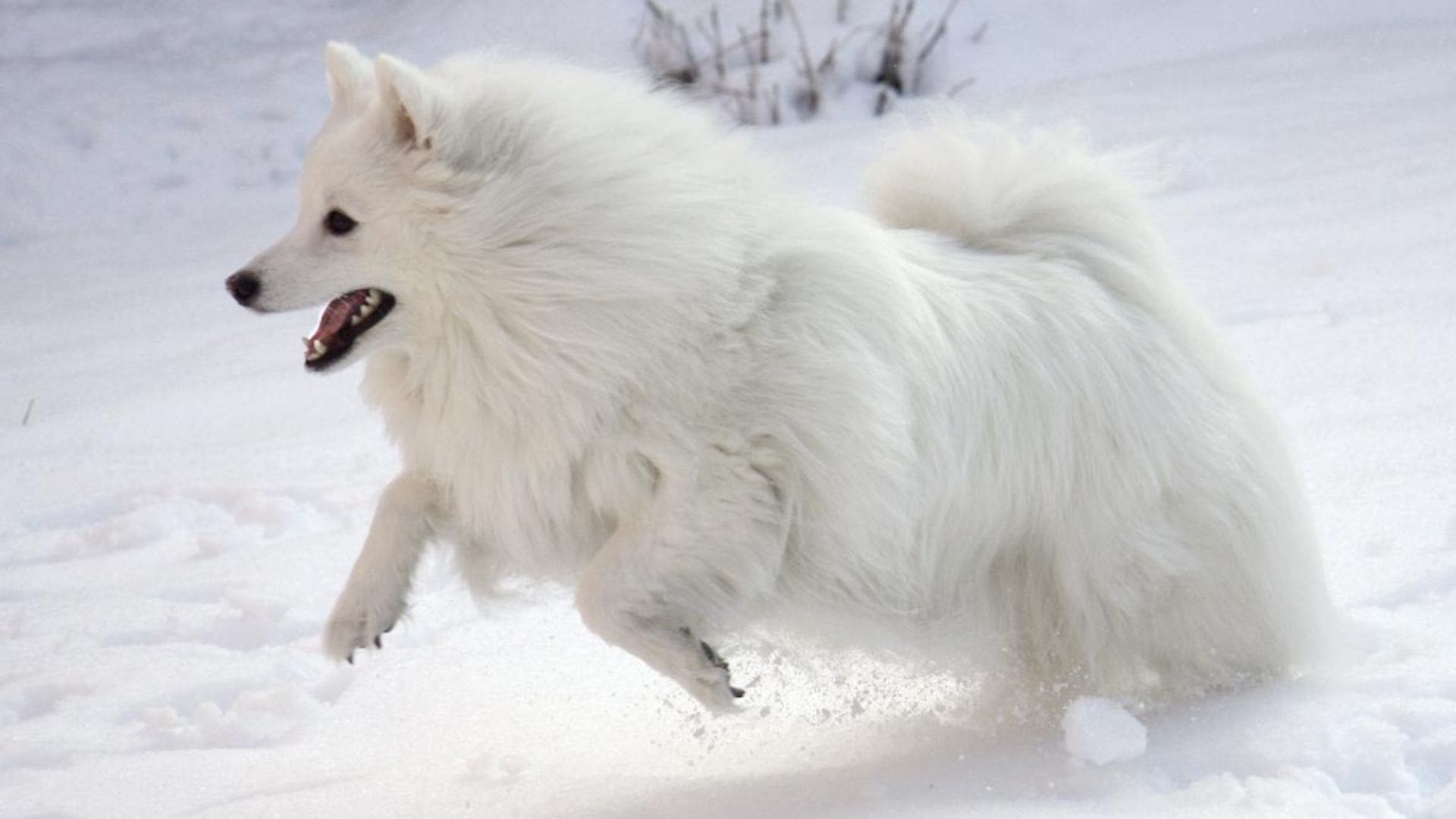 Ездовая собака с пушистой белой шерстью 6. Американский эскимосский шпиц. Породы собак американская эскимосская шпиц. Эскимосский самоед. Эскимосский американский шпиц стандарт породы.