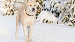 Alabay (Alabai) Köpek Irkı Karakter Özellikleri,İletişimi ve Kökeni