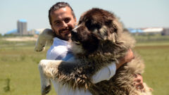 Kars Çoban Köpeği Özellikleri