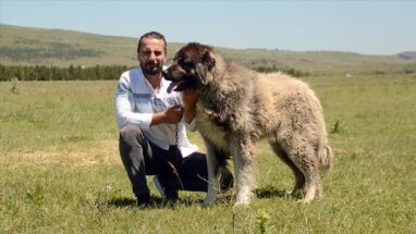 Kars Kafkas Çoban Köpeği ile İlgili Detaylar