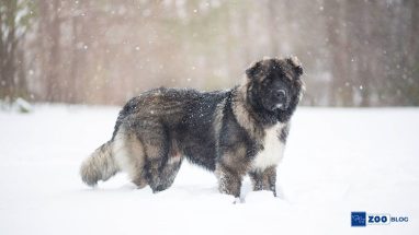 Kars Kafkas Köpeği Nasıl Beslenmeli?