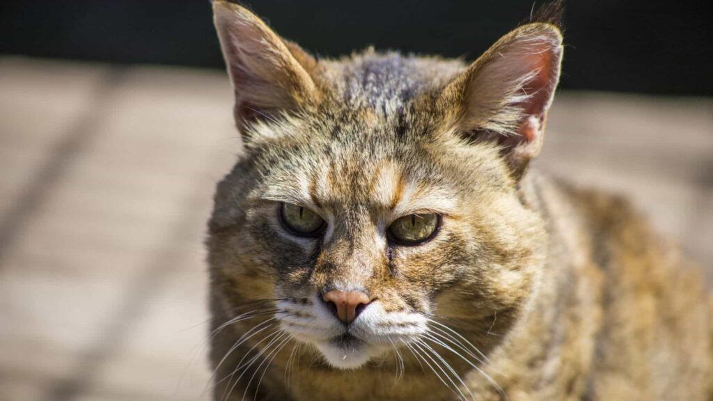 Kashmir (Keşmir) Kedi Irkı Özellikleri ve Bakımı