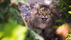 Kedi Alerjisi Nasıl Olur? Belirtileri ve Nedenleri