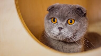 Kedi Alerjisi Öksürük Problemi Hakkında Bilinmesi Gerekenler