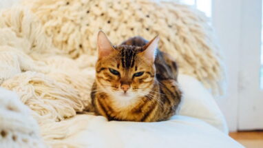 Kedi Alerjisi Tedavisi Hakkında Bilgiler