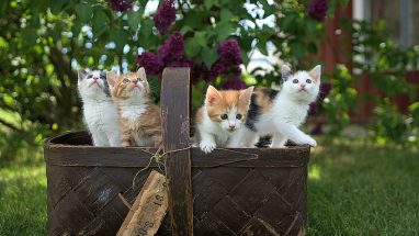 Kedi Alışveriş Listesi
