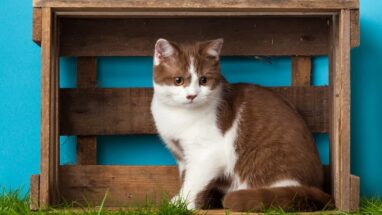 Kedi Aşı Karnesi Nedir? Kedi Aşı Karnesi Nasıl Çıkarılır?