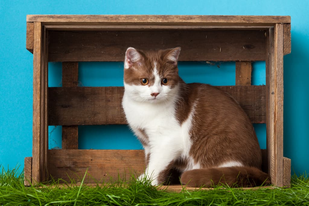 Kedi Aşı Karnesi Nedir? Kedi Aşı Karnesi Nasıl Çıkarılır? Zoo Blog