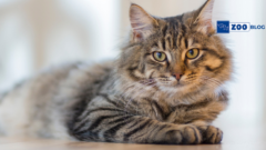 Kedi Bağırsak Enfeksiyonu Nedir? Neden Olur?