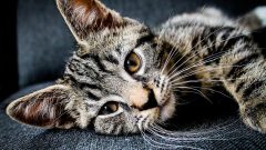 Kedi Bakımı Hakkında İpuçları