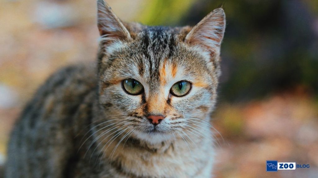 Kedi Bakımı ve Eğitimi Önerileri