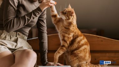 Kedi Bakımı ve Eğitimi Önerileri